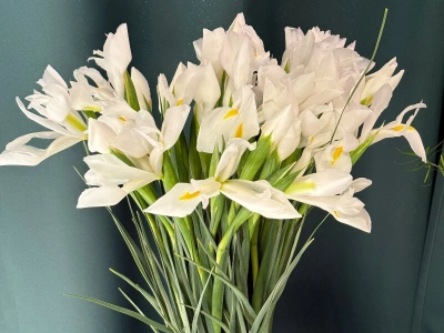 Ирисы «Касабланка»