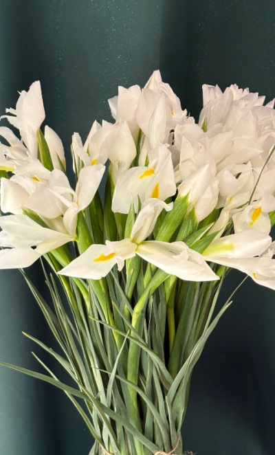 Ирисы «Касабланка»