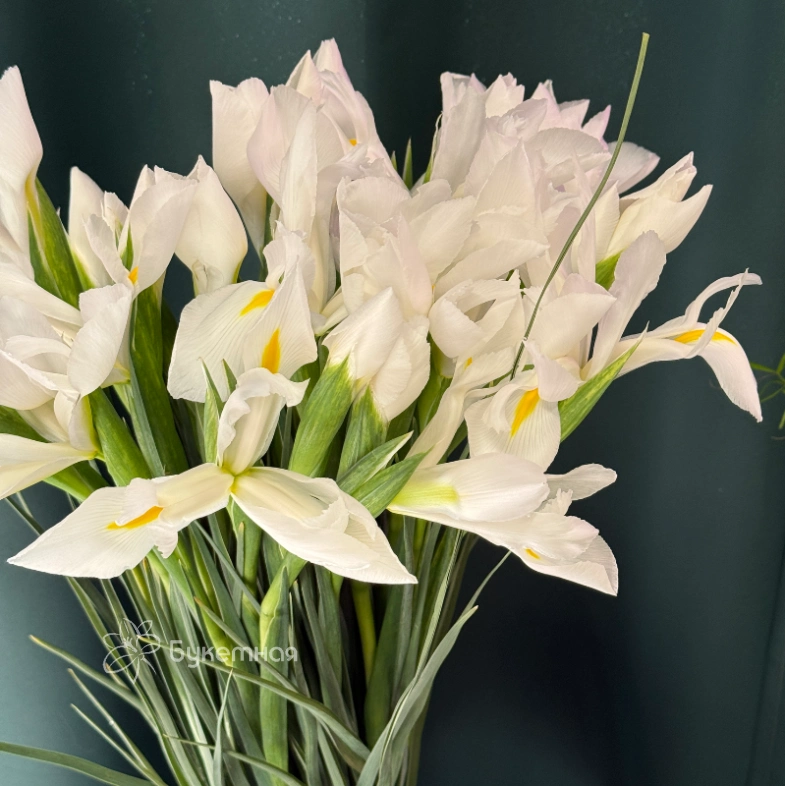 Ирисы &laquo;Касабланка&raquo;