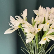 Ирисы &laquo;Касабланка&raquo; 2