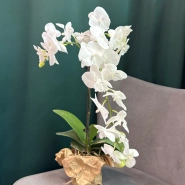 Орхидея &laquo;Белая королева&raquo; 0
