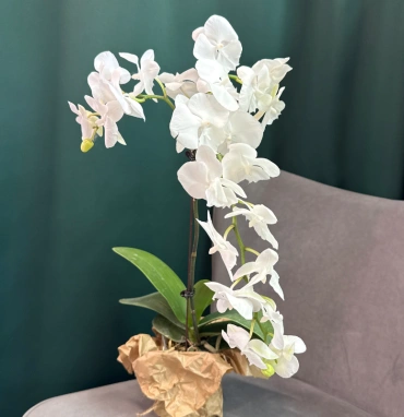 Орхидея «Белая королева»