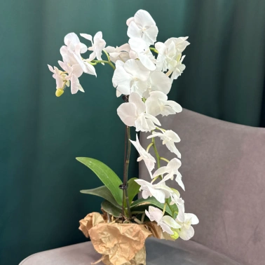 Орхидея «Белая королева»