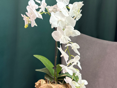 Орхидея «Белая королева»