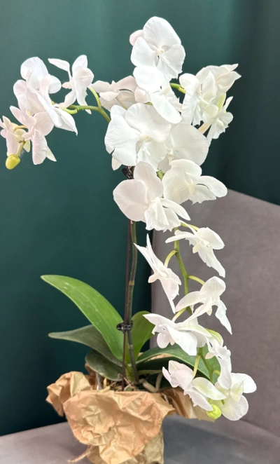 Орхидея «Белая королева»