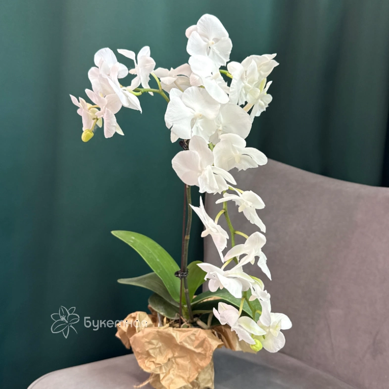 Орхидея &laquo;Белая королева&raquo;