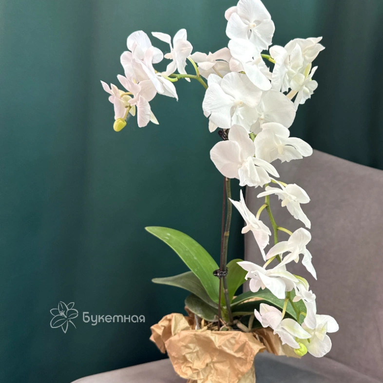 Орхидея &laquo;Белая королева&raquo;