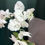 Орхидея &laquo;Белая королева&raquo; 2