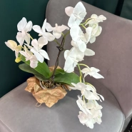 Орхидея &laquo;Белая королева&raquo; 1