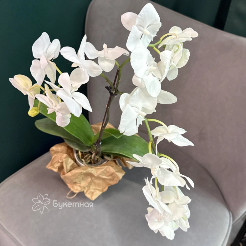 Орхидея &laquo;Белая королева&raquo;