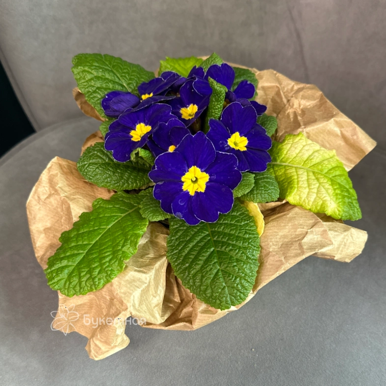 Примула &laquo;Синяя&raquo;