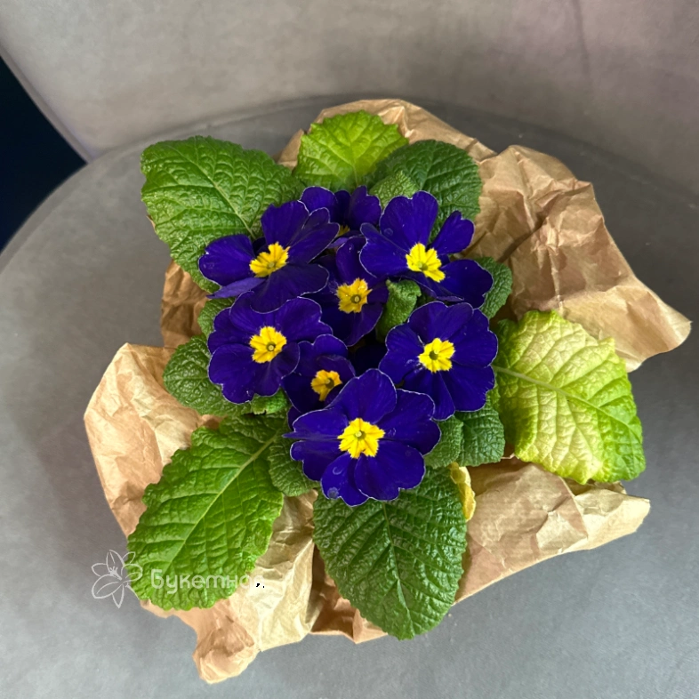 Примула &laquo;Синяя&raquo;