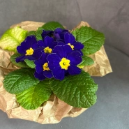 Примула &laquo;Синяя&raquo; 3