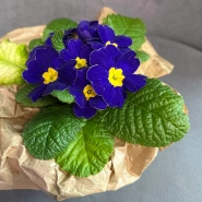 Примула &laquo;Синяя&raquo; 0