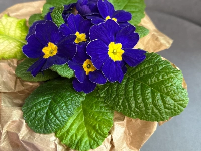 Примула «Синяя»