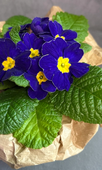 Примула «Синяя»