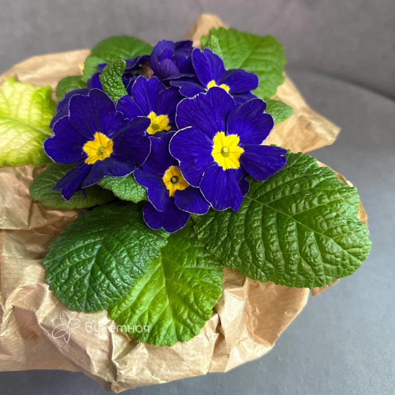 Примула &laquo;Синяя&raquo;