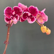Орхидея &laquo;Арлекин&raquo; 1