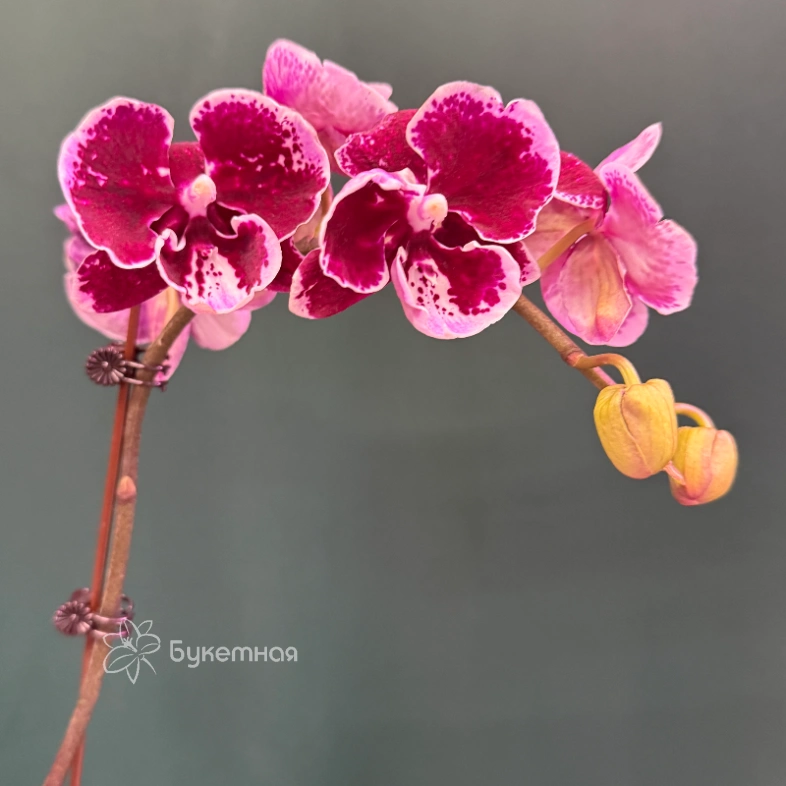 Орхидея &laquo;Арлекин&raquo;
