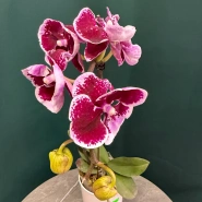 Орхидея &laquo;Арлекин&raquo; 2