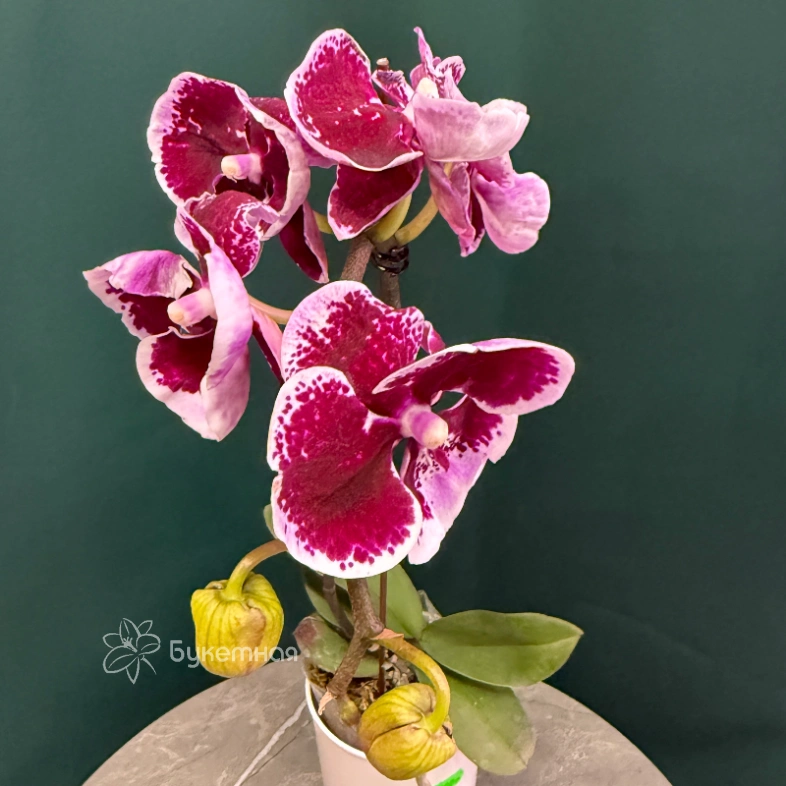 Орхидея &laquo;Арлекин&raquo;