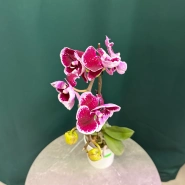 Орхидея &laquo;Арлекин&raquo; 3