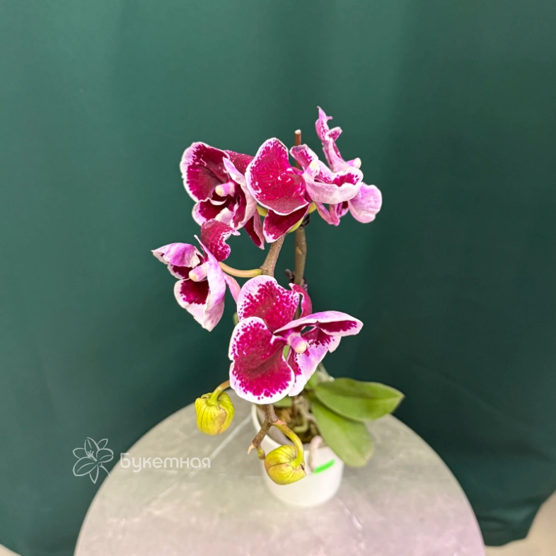 Орхидея &laquo;Арлекин&raquo;
