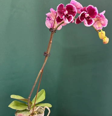 Орхидея «Арлекин»