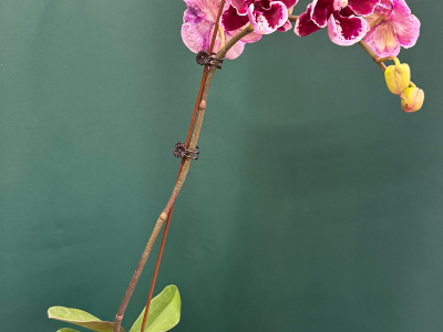 Орхидея «Арлекин»