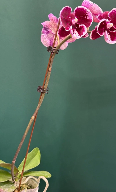 Орхидея «Арлекин»