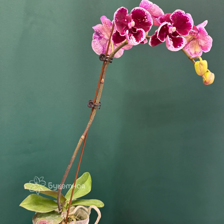 Орхидея &laquo;Арлекин&raquo;