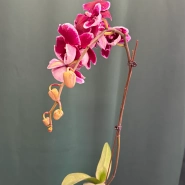 Орхидея &laquo;Армин&raquo; 3