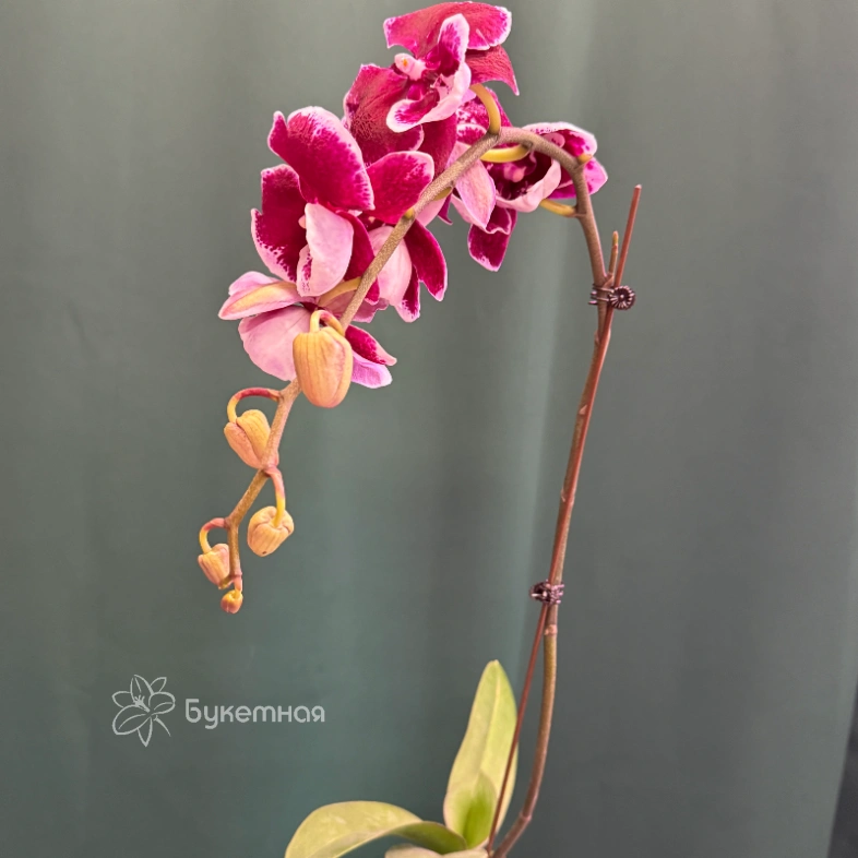 Орхидея &laquo;Армин&raquo;