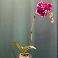 Орхидея &laquo;Армин&raquo; 0