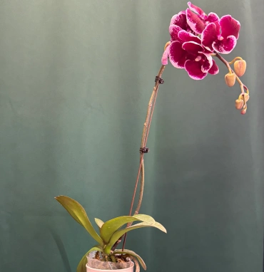 Орхидея «Армин»