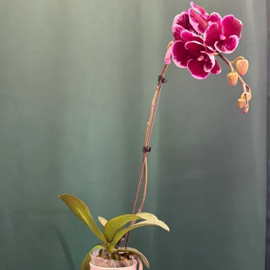 Орхидея «Армин»