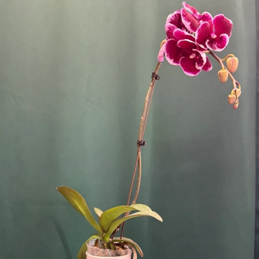 Орхидея «Армин»