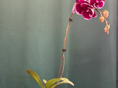 Орхидея «Армин»