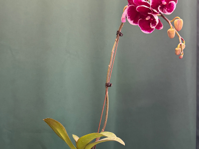 Орхидея «Армин»