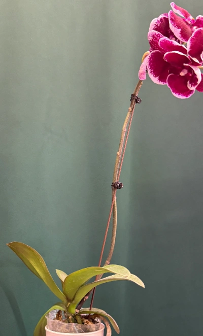 Орхидея «Армин»