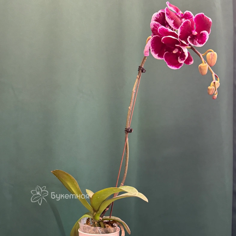 Орхидея &laquo;Армин&raquo;