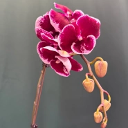 Орхидея &laquo;Армин&raquo; 1