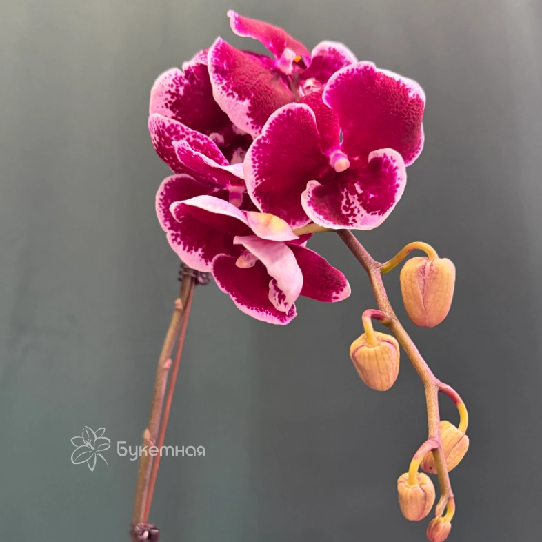 Орхидея &laquo;Армин&raquo;