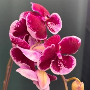 Орхидея &laquo;Армин&raquo; 2