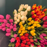 Тюльпаны 2
