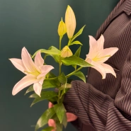 Лилия &laquo;Замбези&raquo; 1