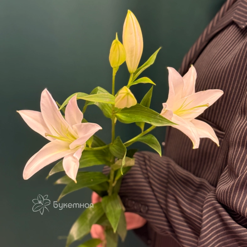 Лилия &laquo;Замбези&raquo;