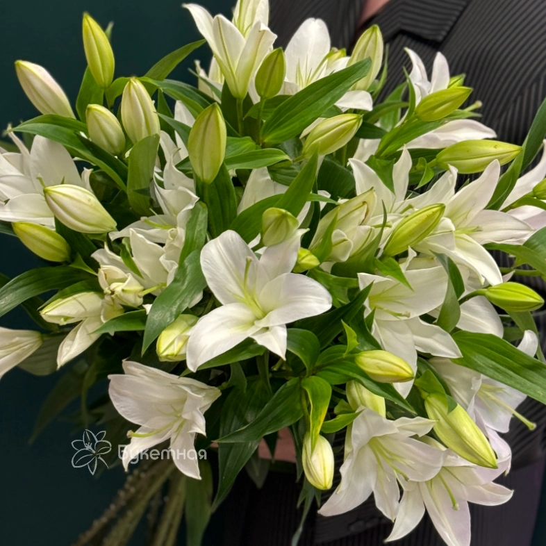 Лилия &laquo;Замбези&raquo;