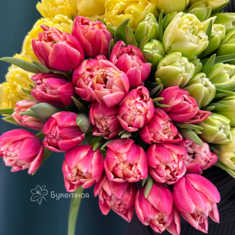 Тюльпан пионовидный